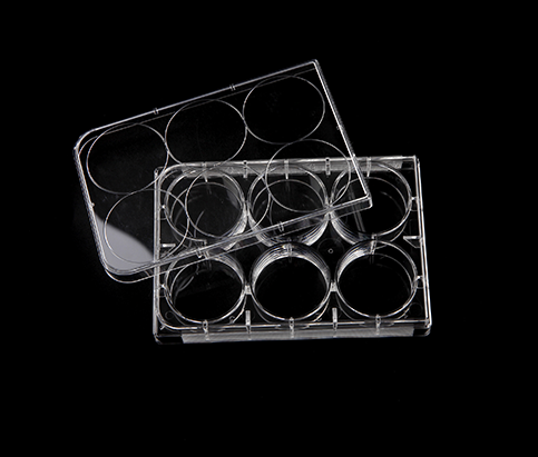 Cell Culture Plate, 6 well